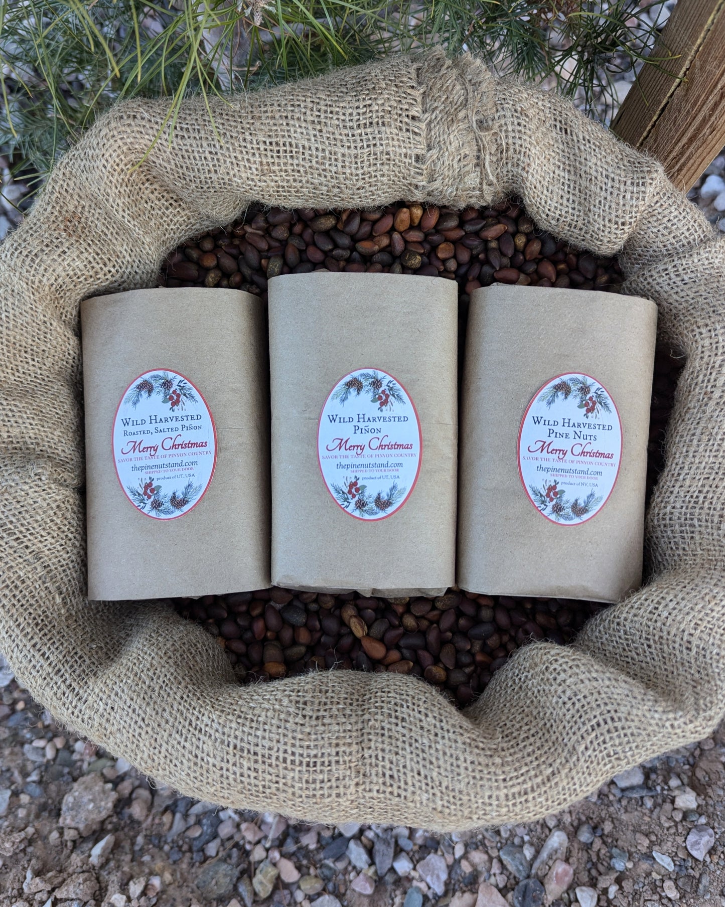 Three pack roasted and raw pinon and soft shell pine nuts in our 2024 holiday paper packaging. Harvested in Utah and Nevada and local to Arizona, New Mexico, Colorado and Idaho. (pinyon, pinion, pinones, piñons, pinenuts) pinus monophylla and pinus edulis, roasted and raw pinon.