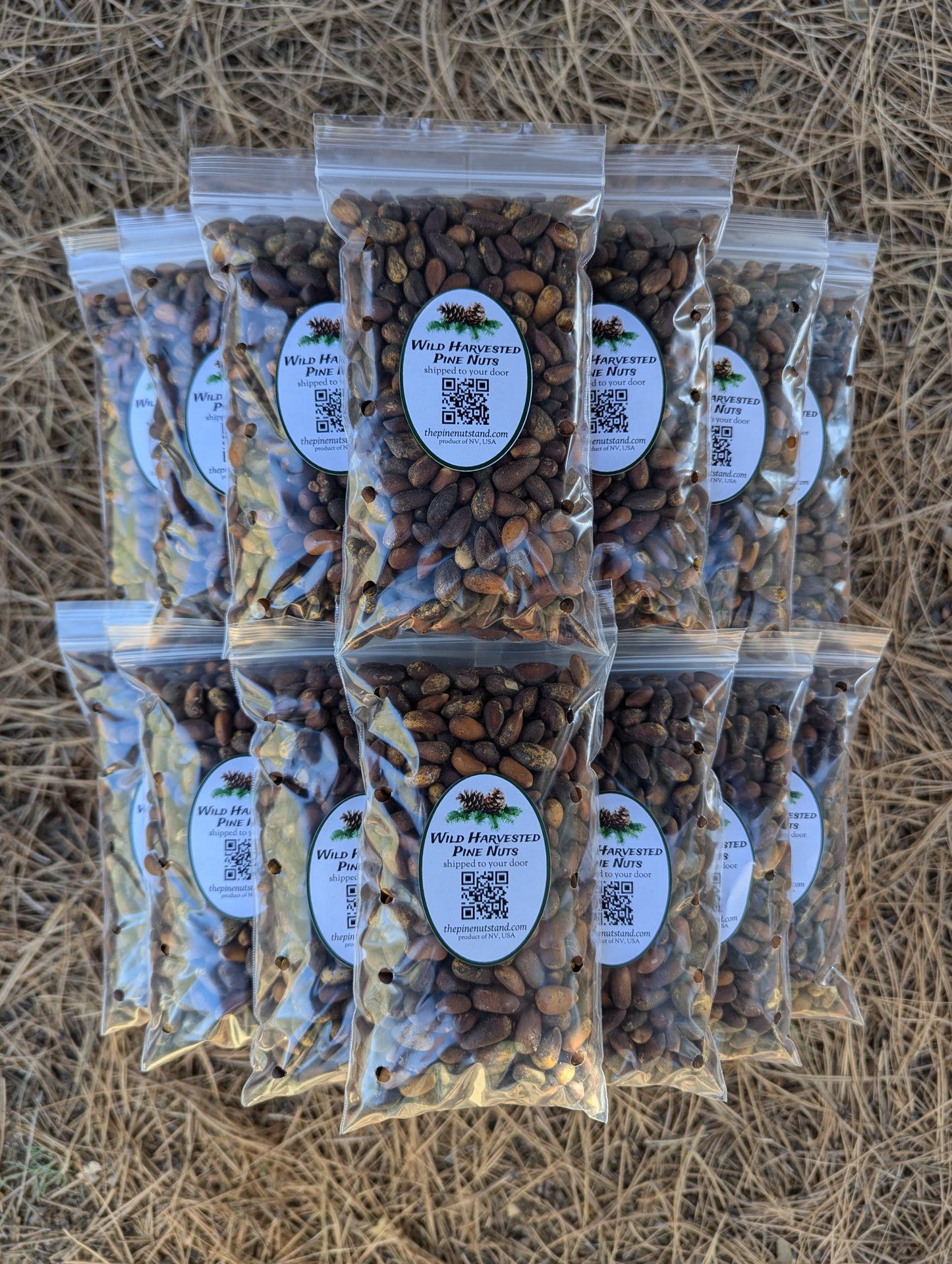 ten pounds (10lbs) single packs 8oz bags of raw utah pine nuts, colorado pine nuts, arizona pine nuts, nevada pine nuts, california pine nuts, in bulk quantity shipped to all fifty states and local pickup (pinenut, pinenuts, pinus monophylla) wild harvested pine nuts