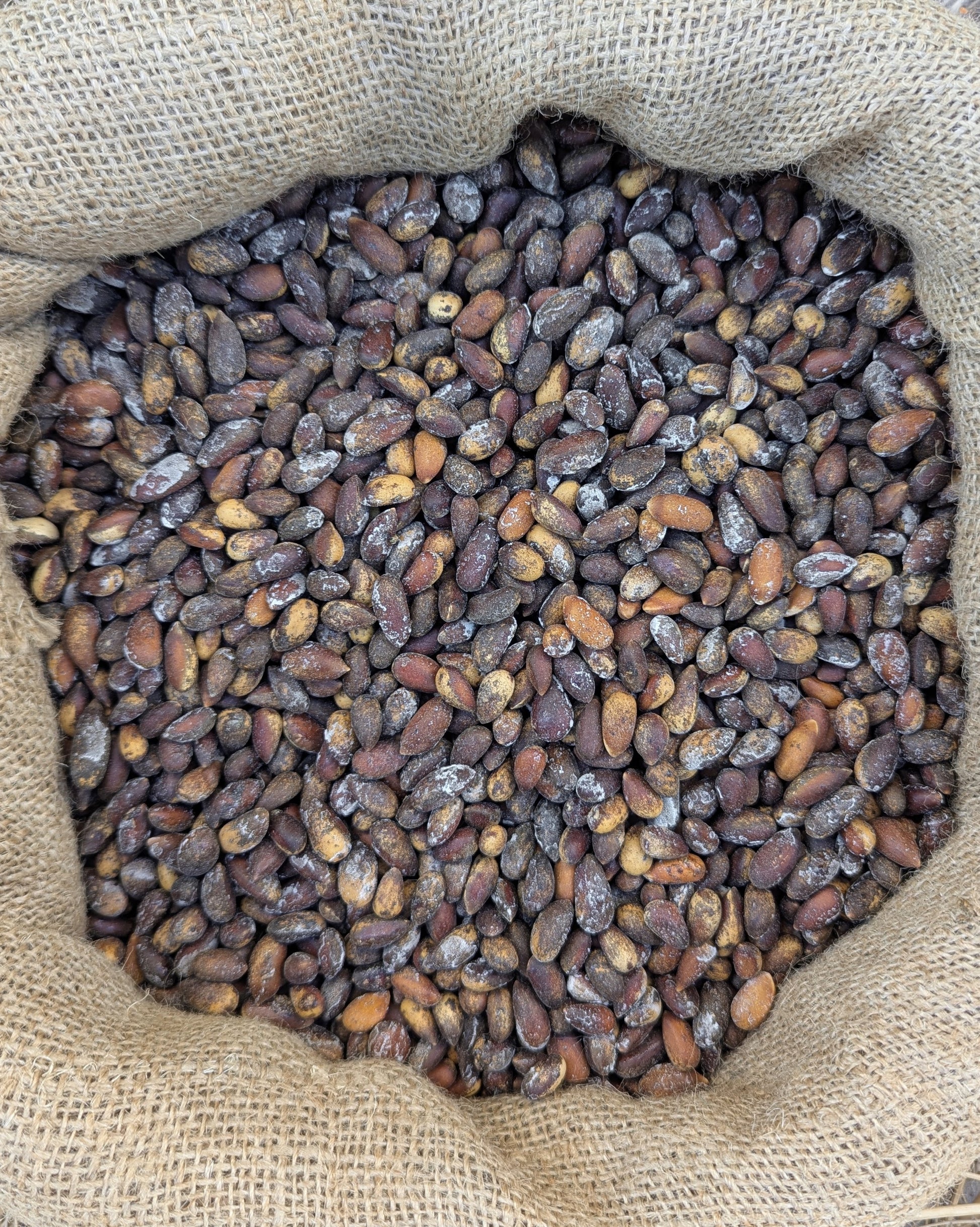 bulk_wild_harvested_roasted_salted_nevada_utah_softshell_pine_nuts_pinenut_pinenuts_pinus_monophylla_roasted_pinyon_pine_nuts
