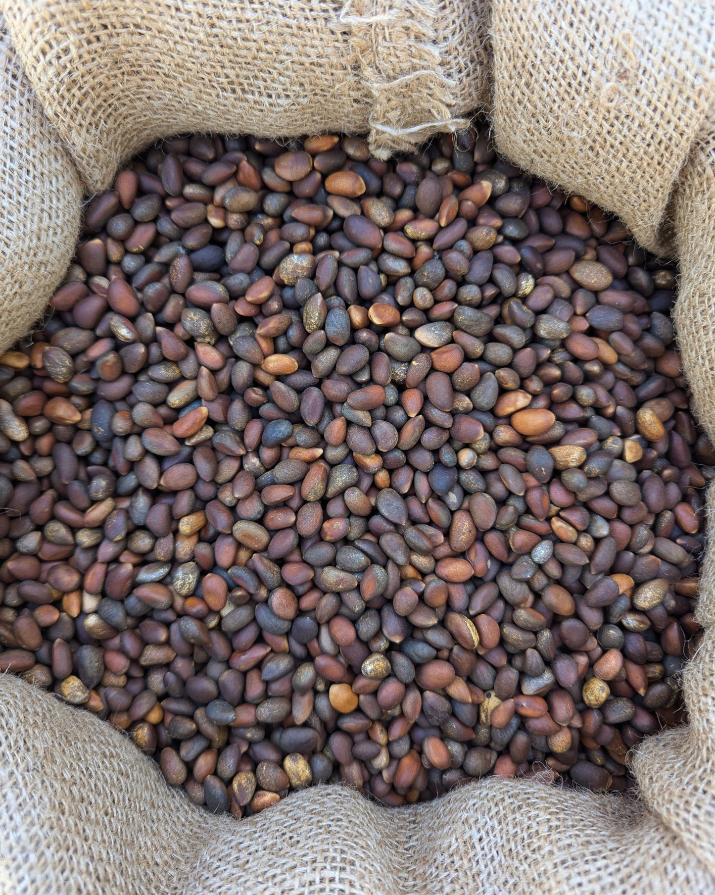 bulk raw pinon nuts (pinyon, piñon, pinus edulis) 50lb (fifty pound) bulk sack unroasted from Utah, Colorado, Arizona, and New Mexico