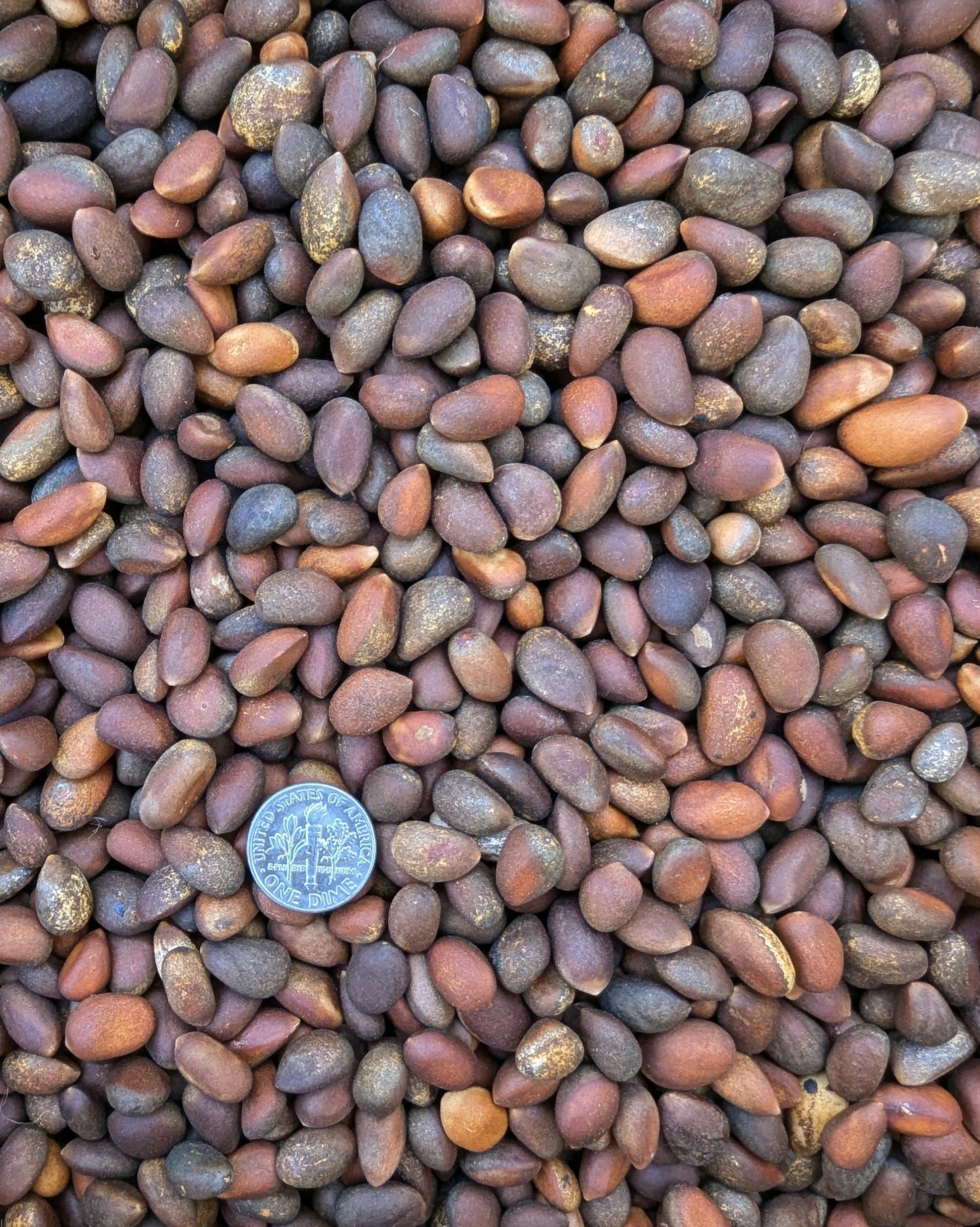 bulk raw pinon nuts close up photo size comparison (pinyon, piñon, pinus edulis) 50lb (fifty pound) bulk sack unroasted from Utah, Colorado, Arizona, and New Mexico (pinus edulis) wild harvested pinon