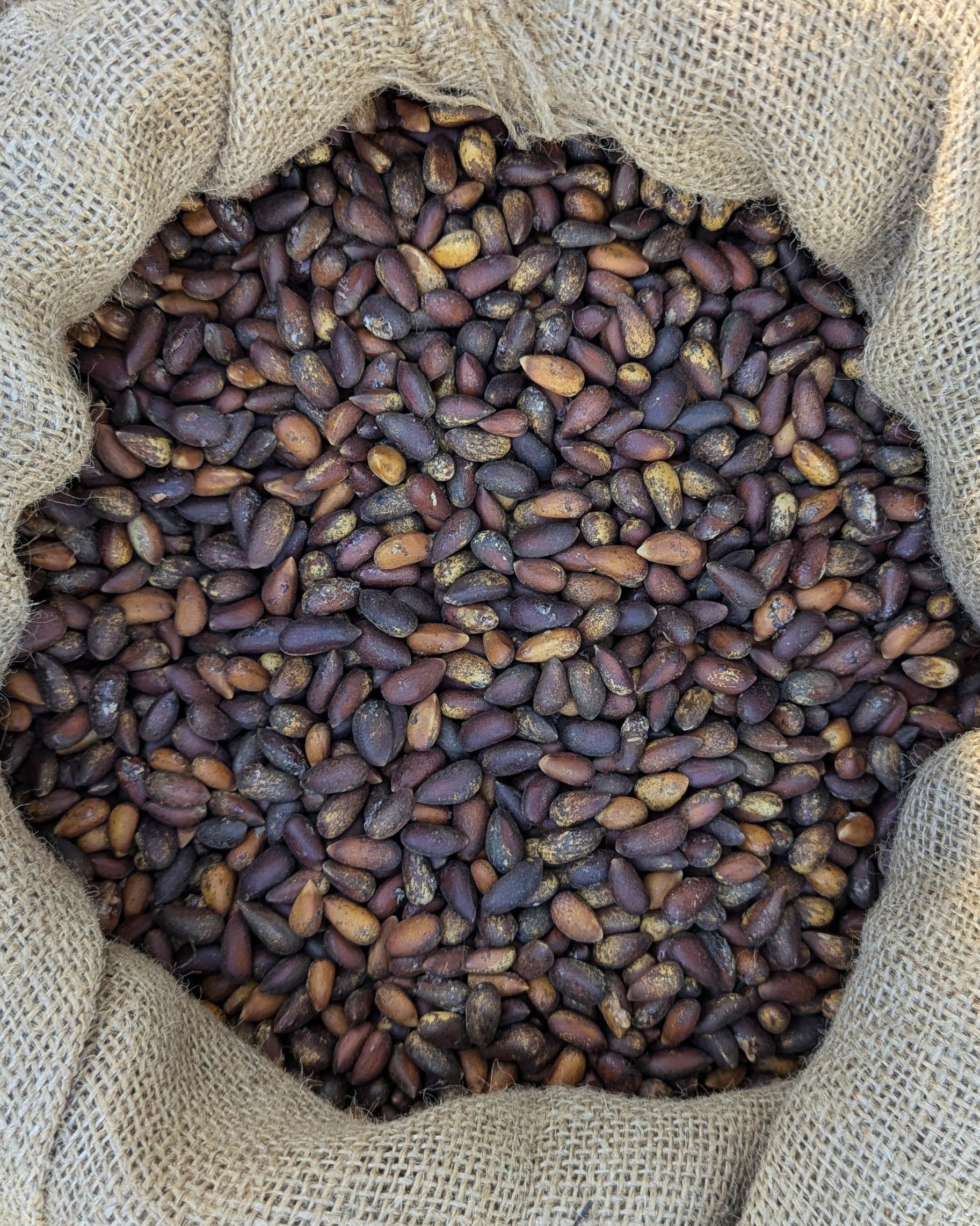 bulk raw pine nuts (pinenuts, pinenut, pinus monophylla) 50lb (fifty pound) bulk sack raw from Utah, Colorado, Arizona, Nevada and California