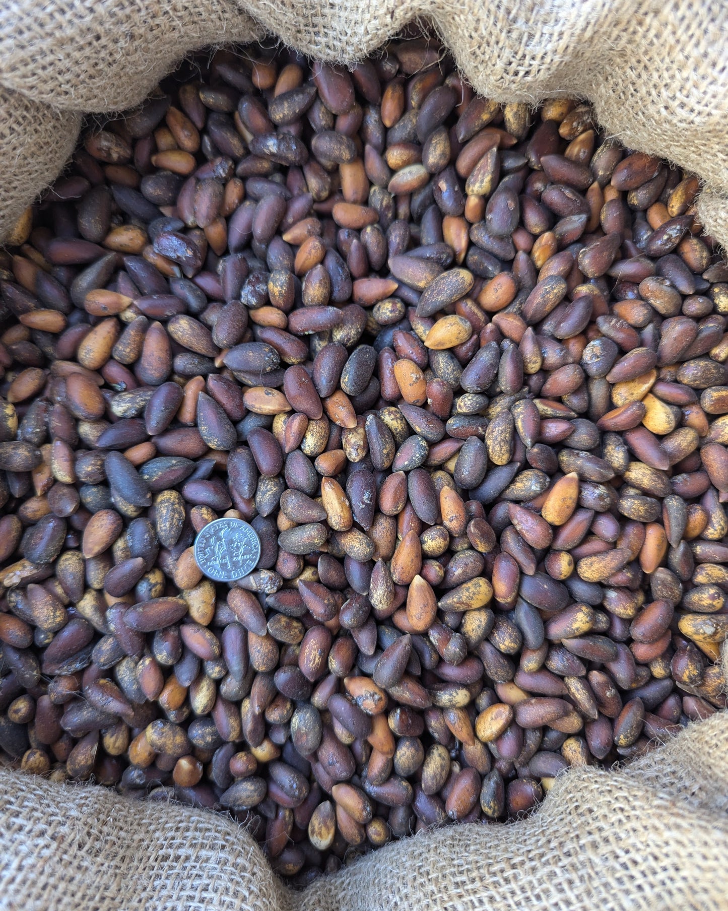 bulk raw pine nuts close up photo size comparison (pinenut, pinenuts, pinus monophylla) 50lb (fifty pound) bulk sack from Utah, Colorado, Arizona, Nevada, and California (pinus monophylla) wild harvested pine nuts