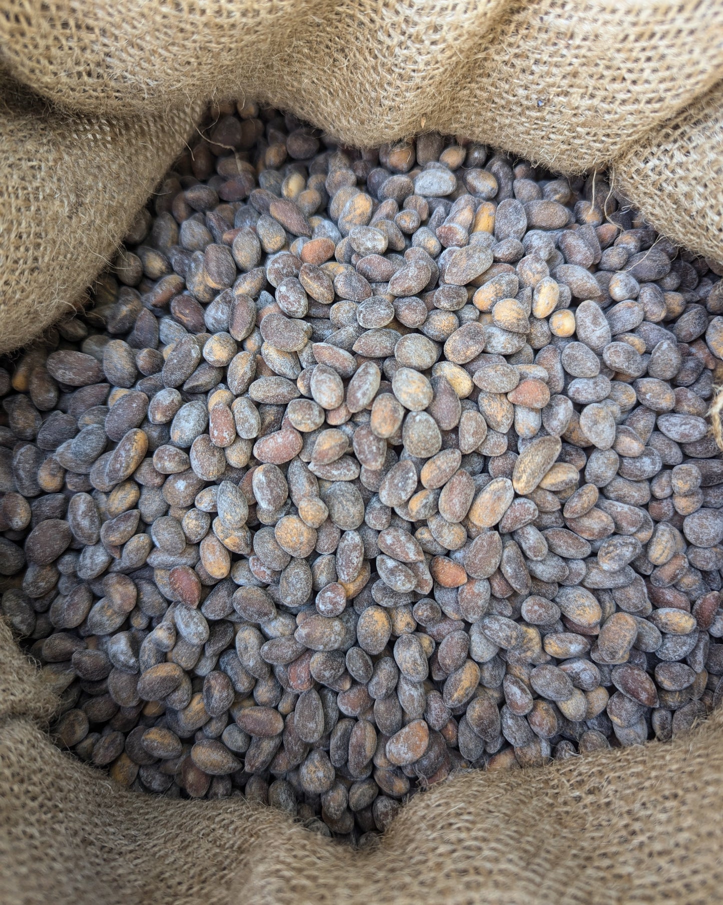 bulk fresh roasted pinon nuts (pinyon, piñon, pinus edulis) 50lb (fifty pound) bulk sack roasted from Utah, Colorado, Arizona, and New Mexico