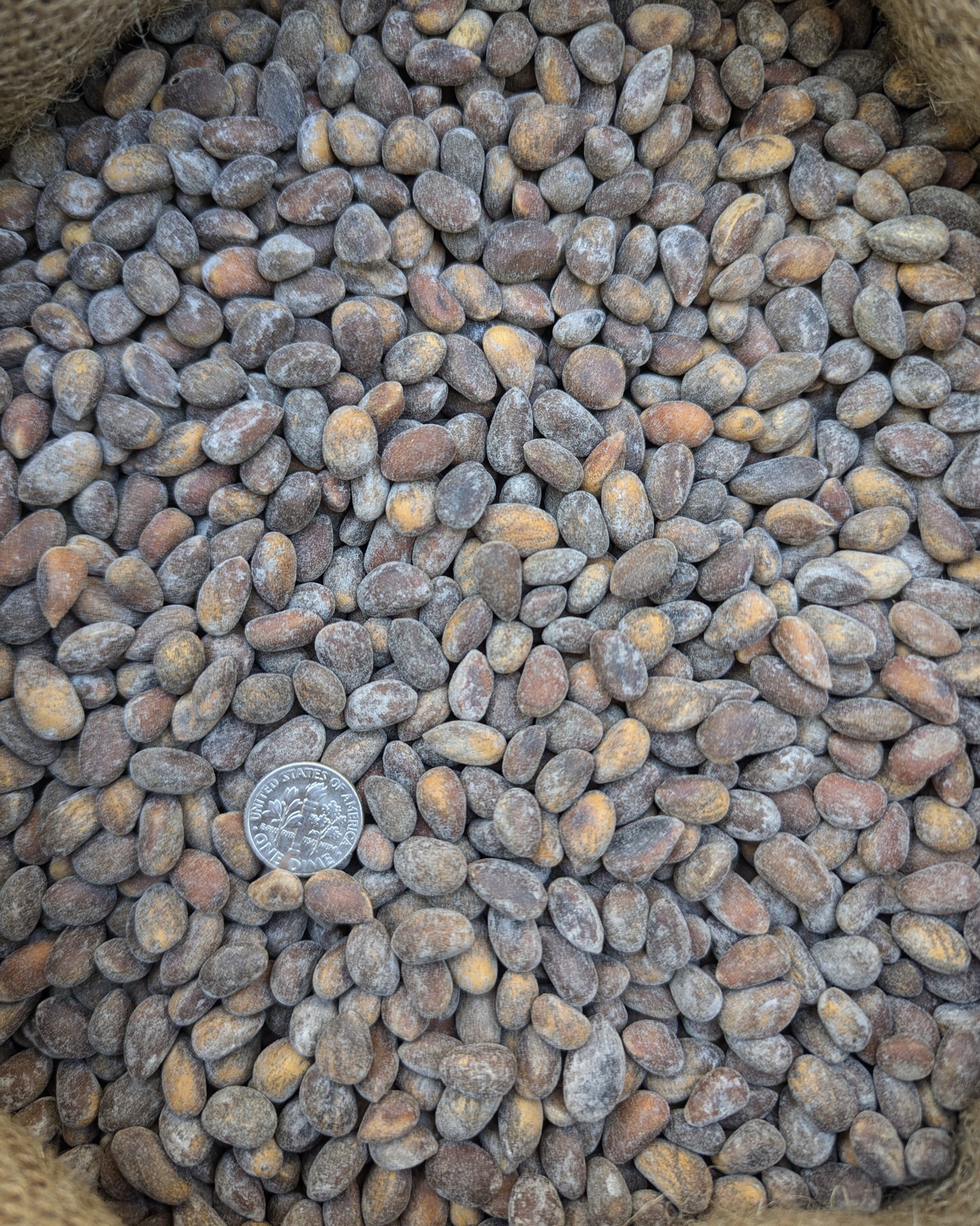 bulk roasted pinon nuts close up photo size comparison (pinyon, piñon, pinus edulis) 50lb (fifty pound) bulk sack freshly roasted from Utah, Colorado, Arizona, and New Mexico (pinus edulis) wild harvested roasted pinon