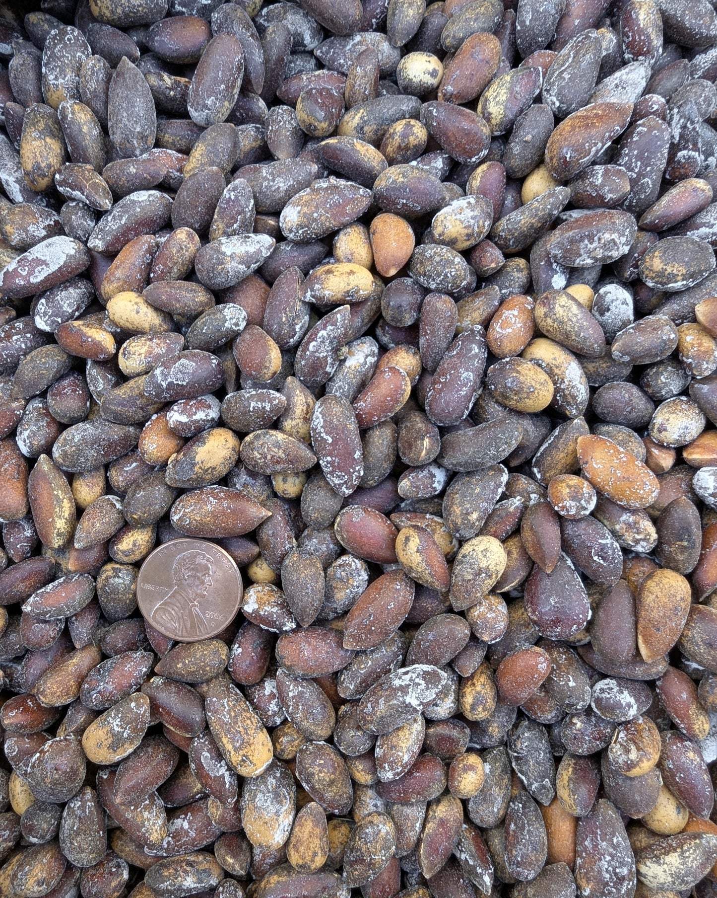 bulk roasted salted utah nevada pine nuts close up photo size comparison to coin (pinenut, pinenuts, pinus monophylla, pinyon pine nuts) 50lb (fifty pound) bulk sack from Utah, Colorado, Arizona, Nevada, and California (pinus monophilla) wild harvested pine nuts