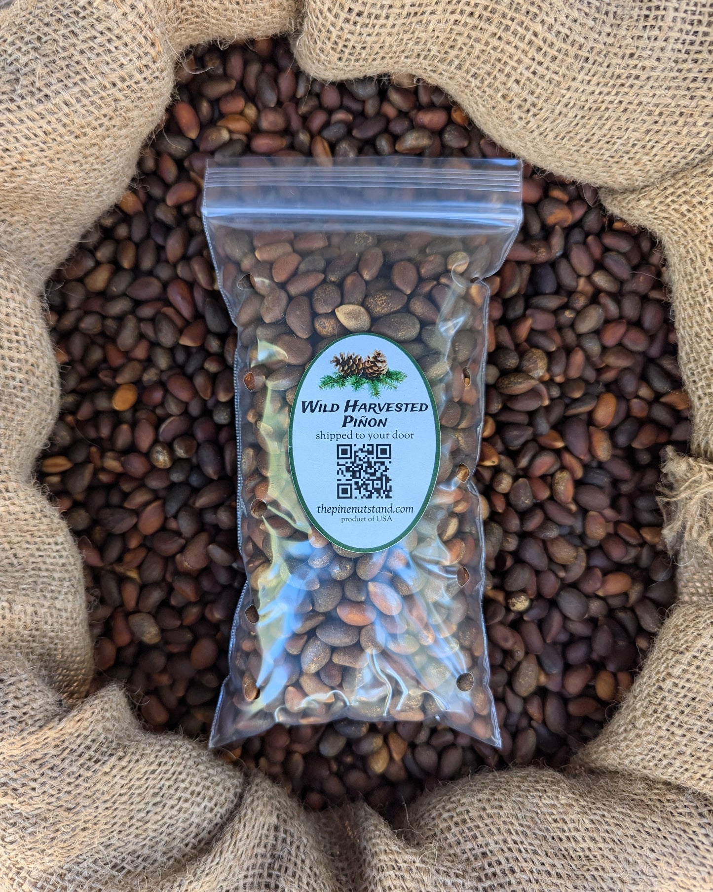 half pound single pack 8oz bag of raw pinon (utah, colorado, arizona, new mexico, piñon, pinyon, pinion, pinus edulis) wild harvested pinon