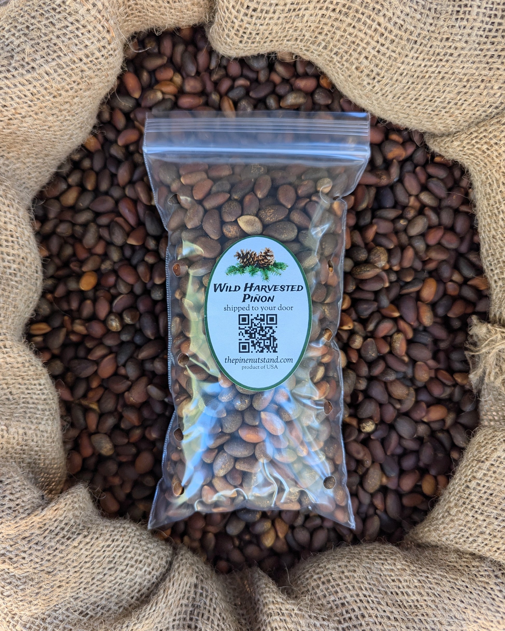 half pound single pack 8oz bag of raw pinon (utah, colorado, arizona, new mexico, piñon, pinyon, pinion, pinus edulis) wild harvested pinon
