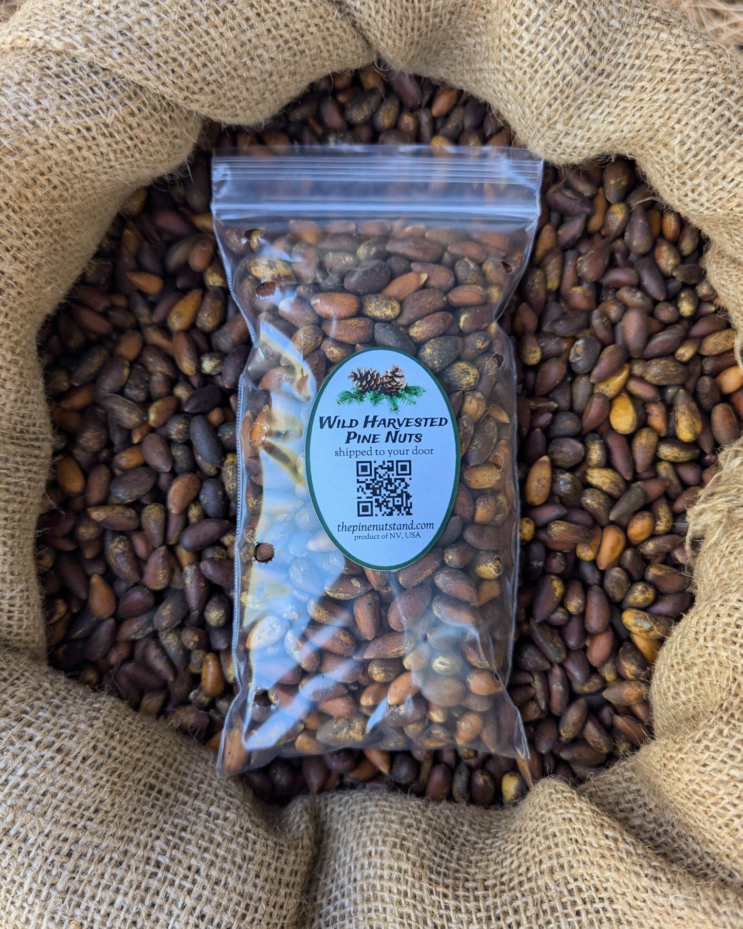 half pound single pack 8oz bag of raw pine nuts (utah, colorado, arizona, nevada, california, pinenut, pinenuts, pinus monophylla) wild harvested pine nuts