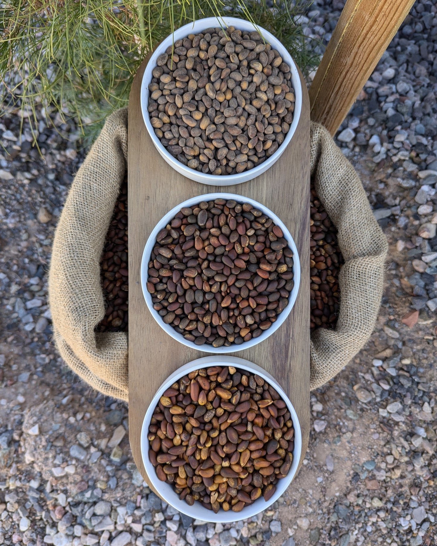 Three bulk bowls roasted and raw pinon and soft shell pine nuts in sample dish. Harvested in Utah and Nevada and local to Arizona, New Mexico, Colorado and Idaho. (pinyon, pinion, pinones, piñons, pinenuts) size and nut comparison between bulk raw pinus monophylla and bulk pinus edulis and comparison between roasted and raw pinon.