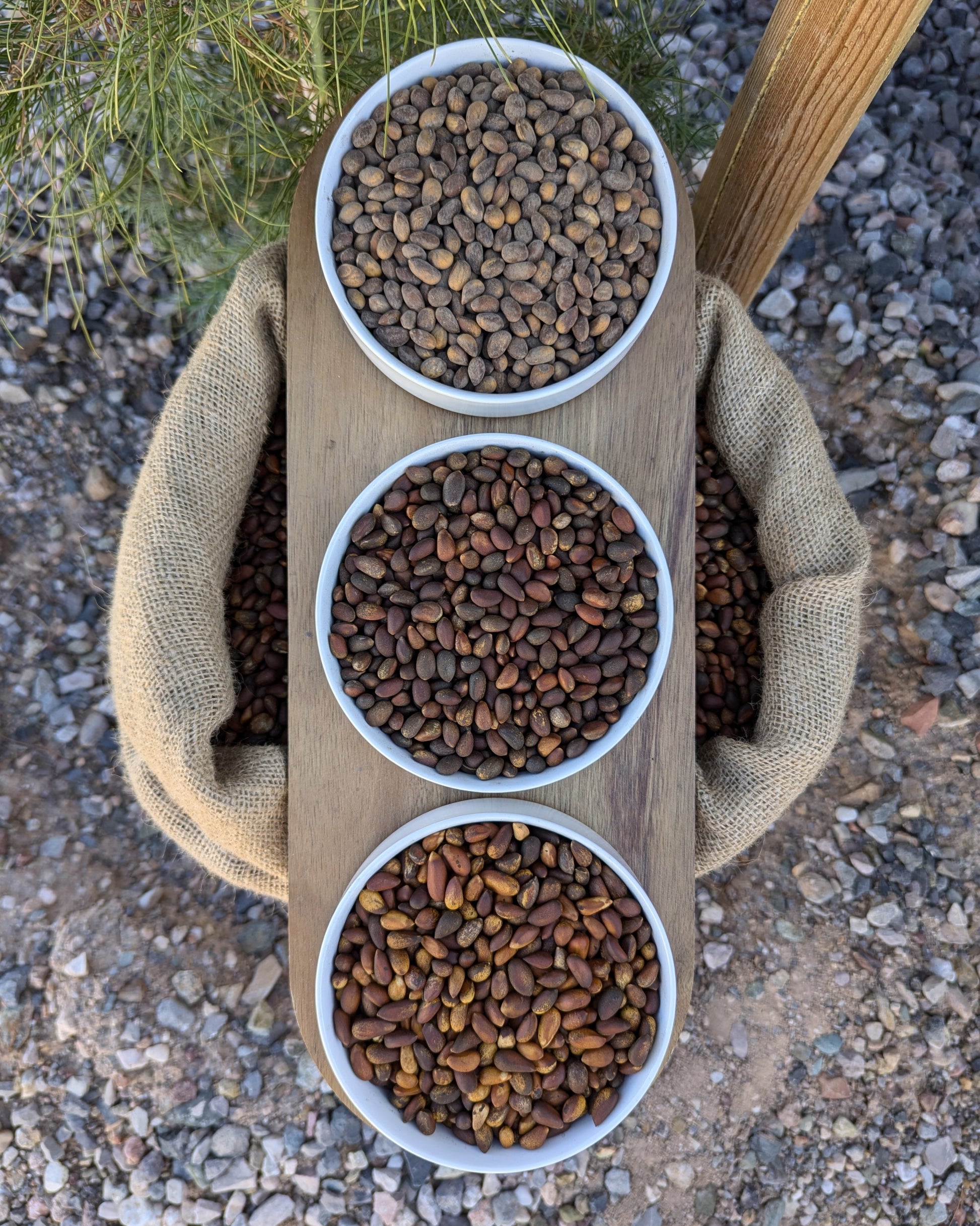 Three bulk bowls roasted and raw pinon and soft shell pine nuts in sample dish. Harvested in Utah and Nevada and local to Arizona, New Mexico, Colorado and Idaho. (pinyon, pinion, pinones, piñons, pinenuts) size and nut comparison between bulk raw pinus monophylla and bulk pinus edulis and comparison between roasted and raw pinon.