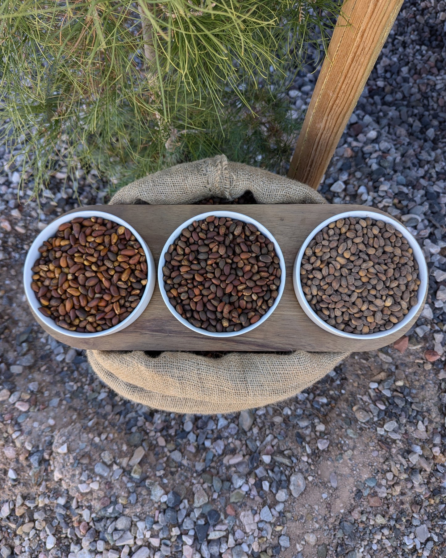 Three horizontal bulk bowls roasted and raw pinon and soft shell pine nuts in sample dish. Harvested in Utah and Nevada and local to Arizona, New Mexico, Colorado and Idaho. (pinyon, pinion, pinones, piñons, pinenuts) size and nut comparison between bulk raw pinus monophylla and bulk pinus edulis and comparison between roasted and raw pinon.