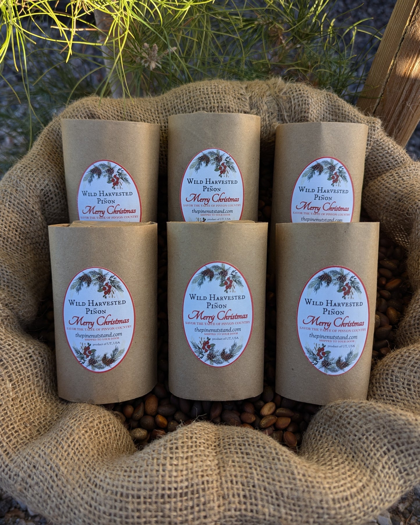 six stocking stuffer packs raw pinon, pinus edulis, pinion, pinyon, colorado, arizona, new mexico, 2024 holiday christmas presents stocking stuffers