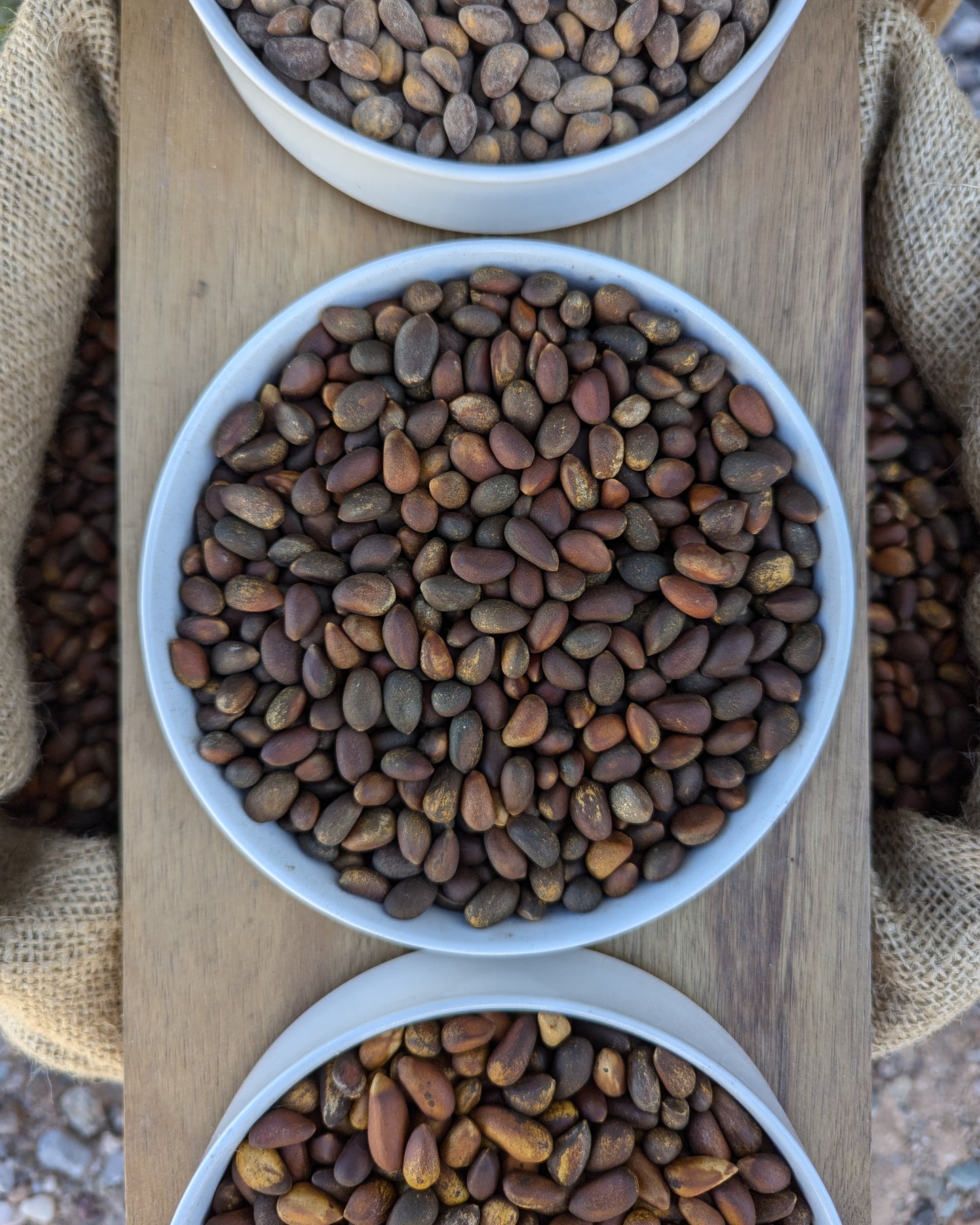 Close up view of bowl of bulk loose raw hardshell New Mexico Pinon. Size comparison to nevada pine nuts. Pinus edulis, pinyon, pinion, pinones, up close view, high quality resolution image of arizona and new mexico pinon.