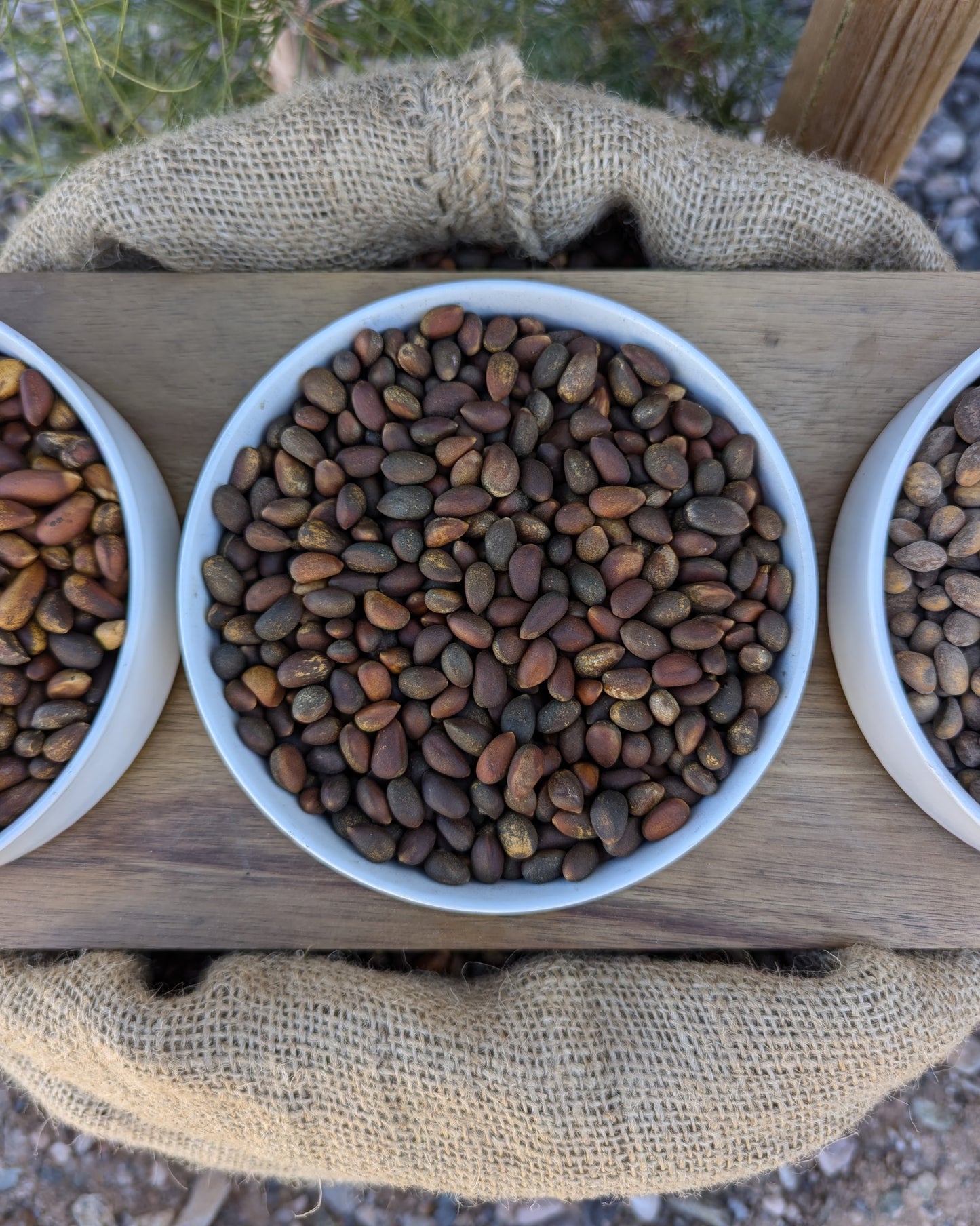 Close up view of horizontal bowl of bulk loose raw hardshell New Mexico Pinon. Size comparison to nevada pine nuts. Pinus edulis, pinyon, pinion, pinones, up close view, high quality resolution image of arizona and new mexico pinon.