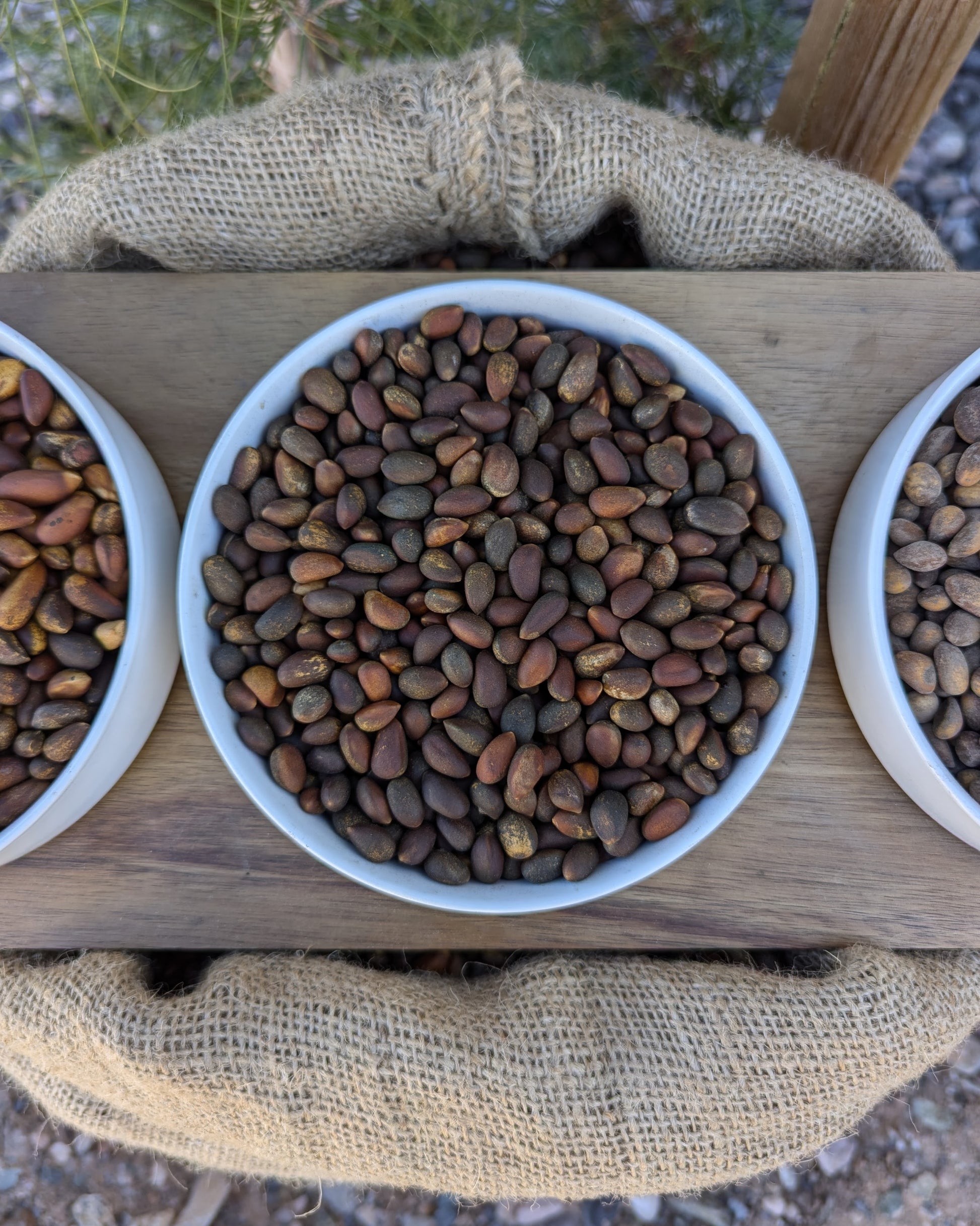Close up view of horizontal bowl of bulk loose raw hardshell New Mexico Pinon. Size comparison to nevada pine nuts. Pinus edulis, pinyon, pinion, pinones, up close view, high quality resolution image of arizona and new mexico pinon.