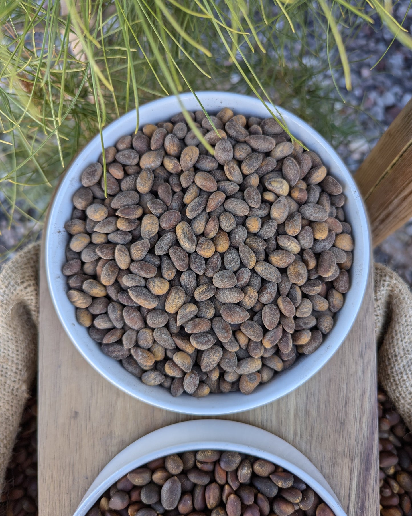 Close up view of bowl of bulk loose roasted hardshell New Mexico Pinon. Size comparison to nevada pine nuts. Pinus edulis, pinyon, pinion, pinones, up close view, high quality resolution image of roasted salted arizona and roasted salted new mexico pinon.