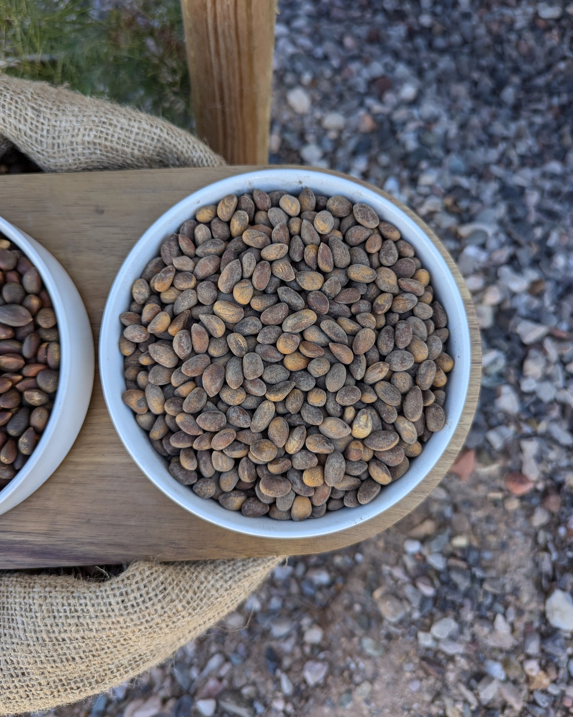 Close up view of horizontal bowl of bulk loose roasted hardshell New Mexico Pinon. Size comparison to nevada pine nuts. Pinus edulis, pinyon, pinion, pinones, up close view, high quality resolution image of roasted salted arizona and roasted salted new mexico pinon.