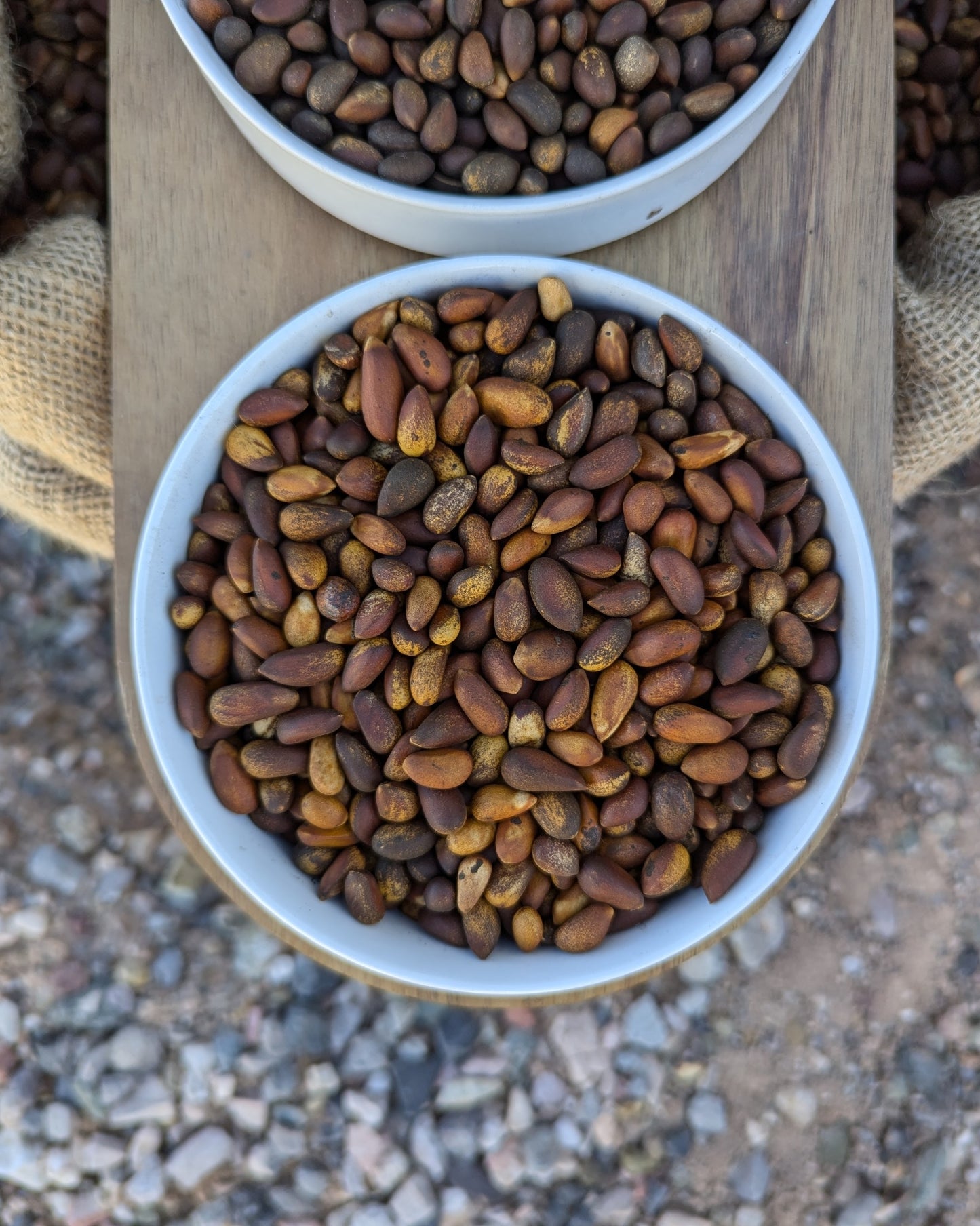 Close up view of bowl of bulk loose softshell Nevada Pine Nuts. Size comparison to new mexico pinon. pinus monophylla, pinenuts, soft shell pine nuts up close view, high quality resolution image of pinyon pine nuts.