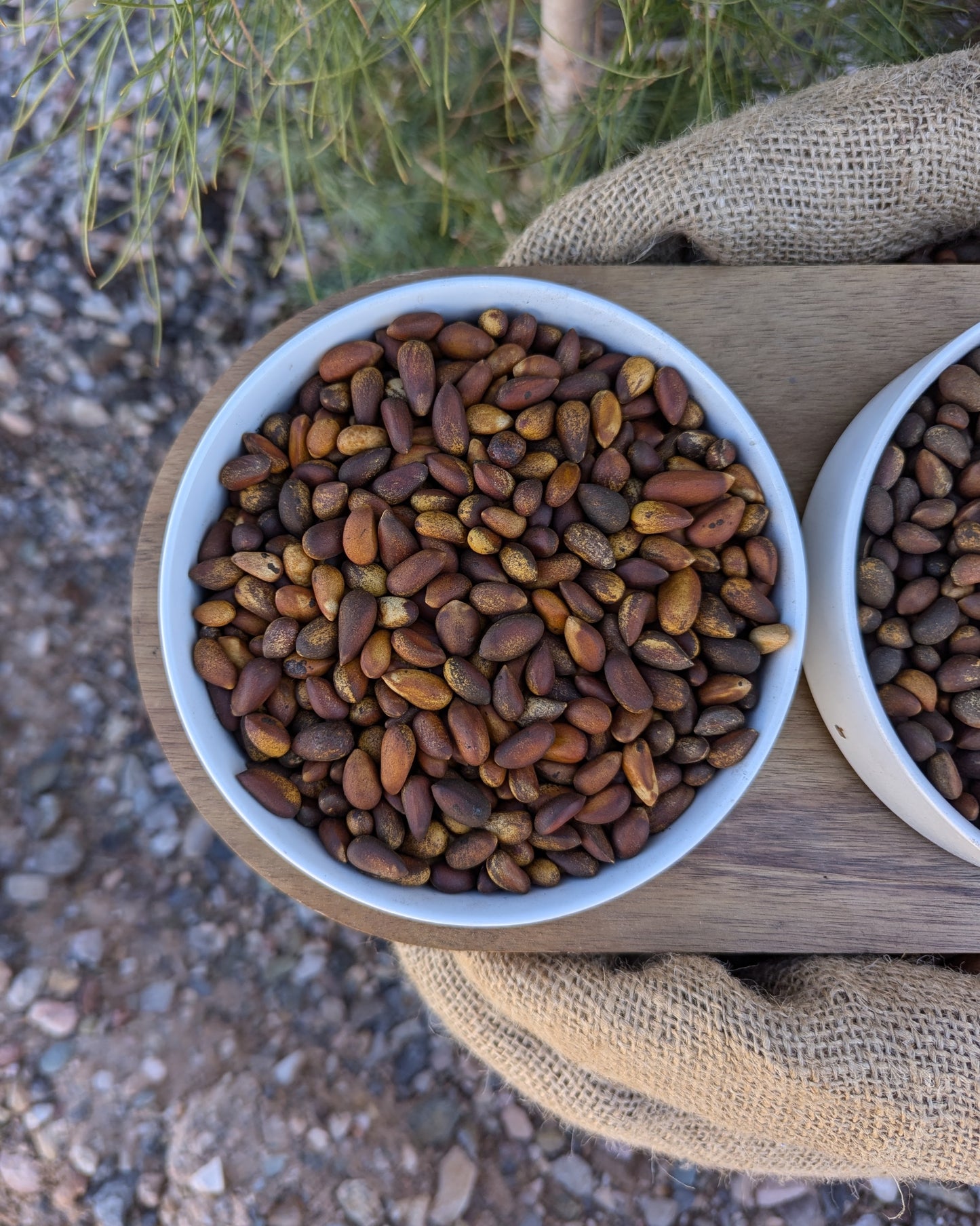 Close up view of horizontal bowl of bulk loose softshell Nevada Pine Nuts. Size comparison to new mexico pinon. pinus monophylla, pinenuts, soft shell pine nuts up close view, high quality resolution image of pinyon pine nuts.