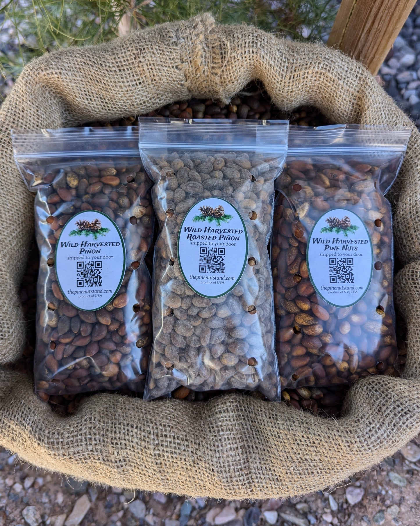 Three pack roasted and raw pinon and soft shell pine nuts. Harvested in Utah and Nevada and local to Arizona, New Mexico, Colorado and Idaho. (pinyon, pinion, pinones, piñons, pinenuts) size and nut comparison between raw pinus monophylla and pinus edulis and comparison between roasted and raw pinon.
